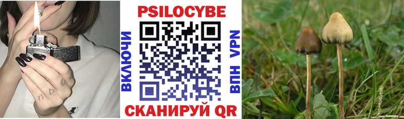 Псилоцибиновые грибы Psilocybe  цены   Сковородино 